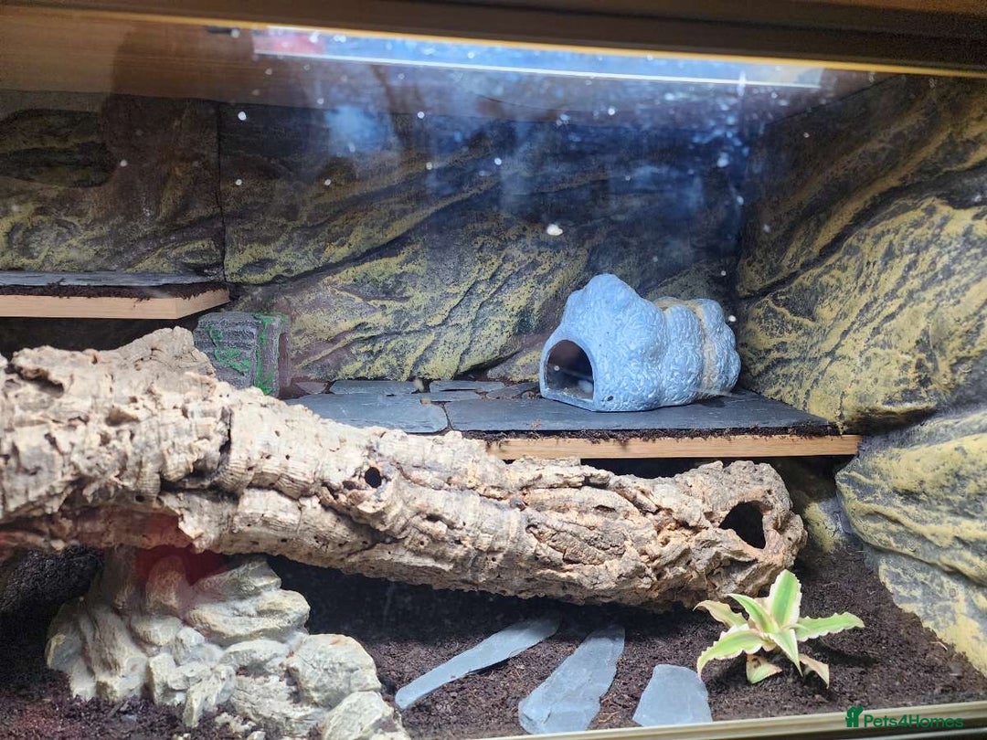 Gecko reptiles for sale: Leopard Gecko and Full enclosure ‼️ - Advert 9