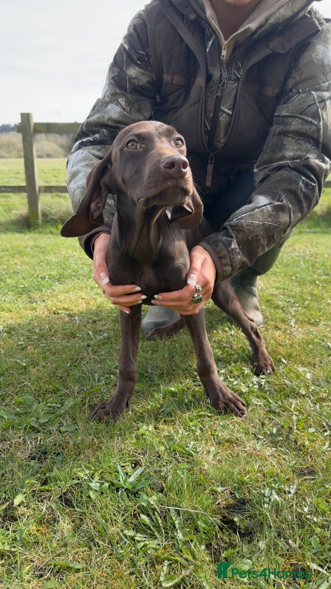 German Shorthaired Pointer dogs for sale: Pointer pups  - Advert 1