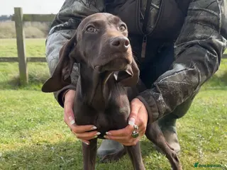 German Shorthaired Pointer dogs Pointer pups - Advert 2