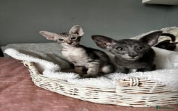 Oriental cats for sale: Pure breed Oriental kittens  - Image 1