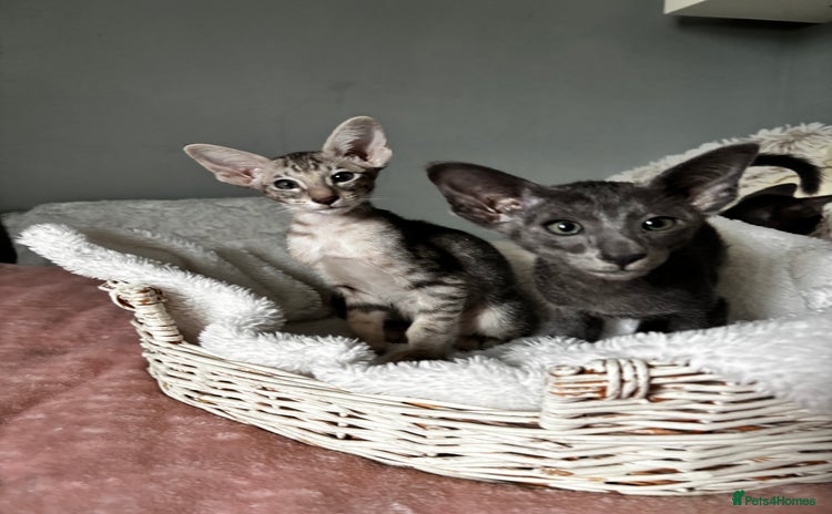 Oriental cats - Advert 1