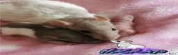 Rat rodents for sale: Dumbo Rats or Top eared. - Advert 5