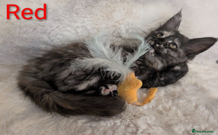 Maine Coon cats - Advert 13