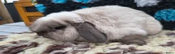 Mini Lop rabbits for sale: Stunning mini lop buck PET HOME ONLY  - Advert 2