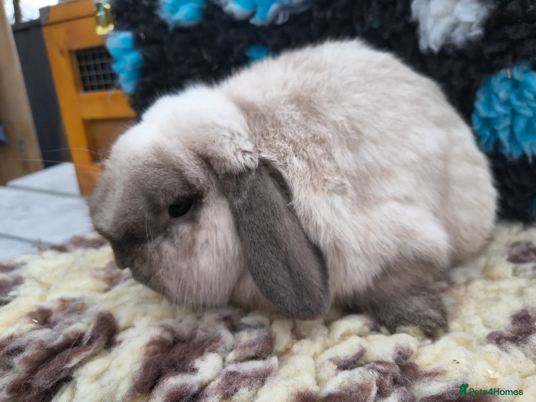 Mini Lop rabbits for sale: Stunning mini lop buck PET HOME ONLY  - Advert 2