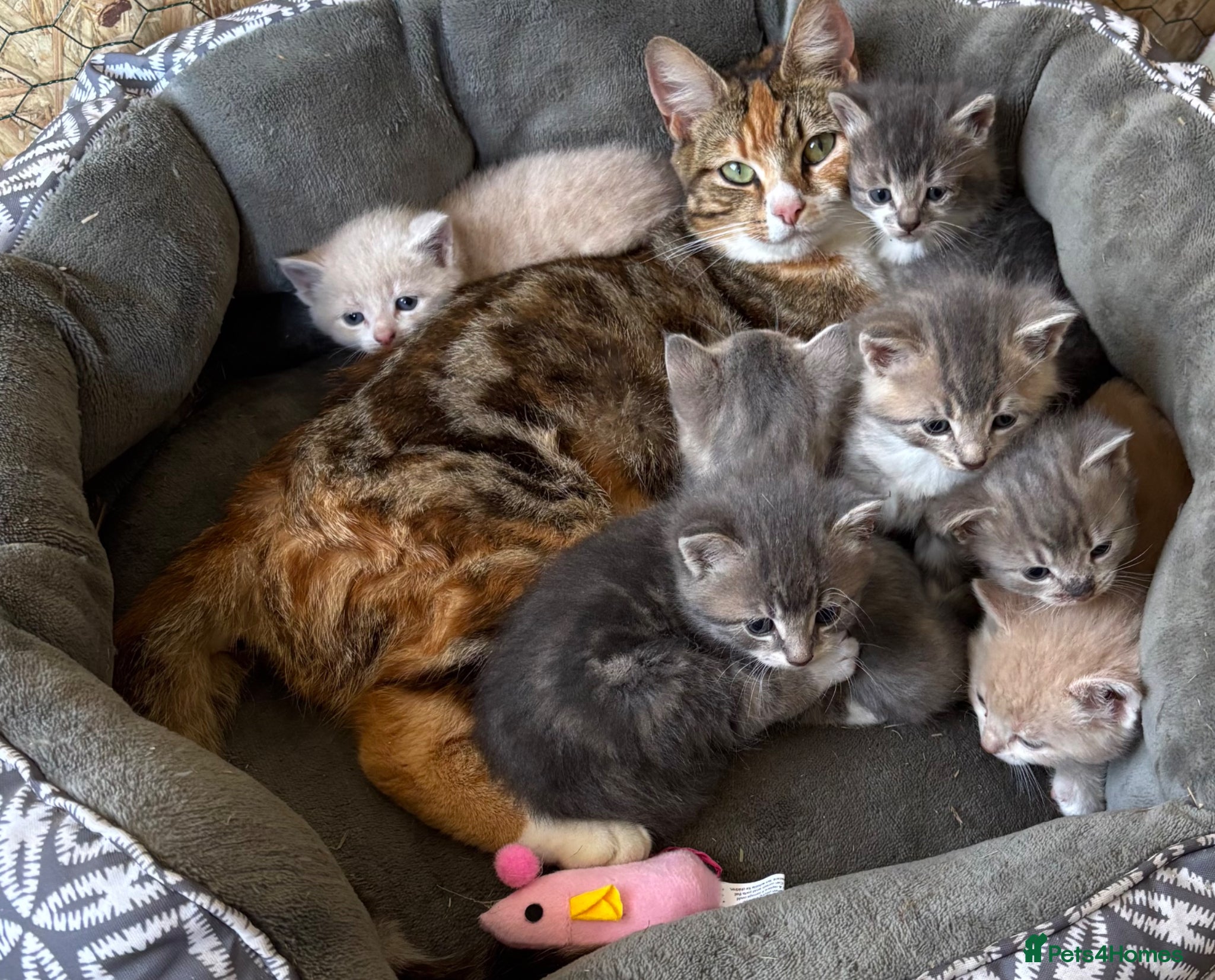 Mixed Breed cats Adorable kittens  - Advert 2