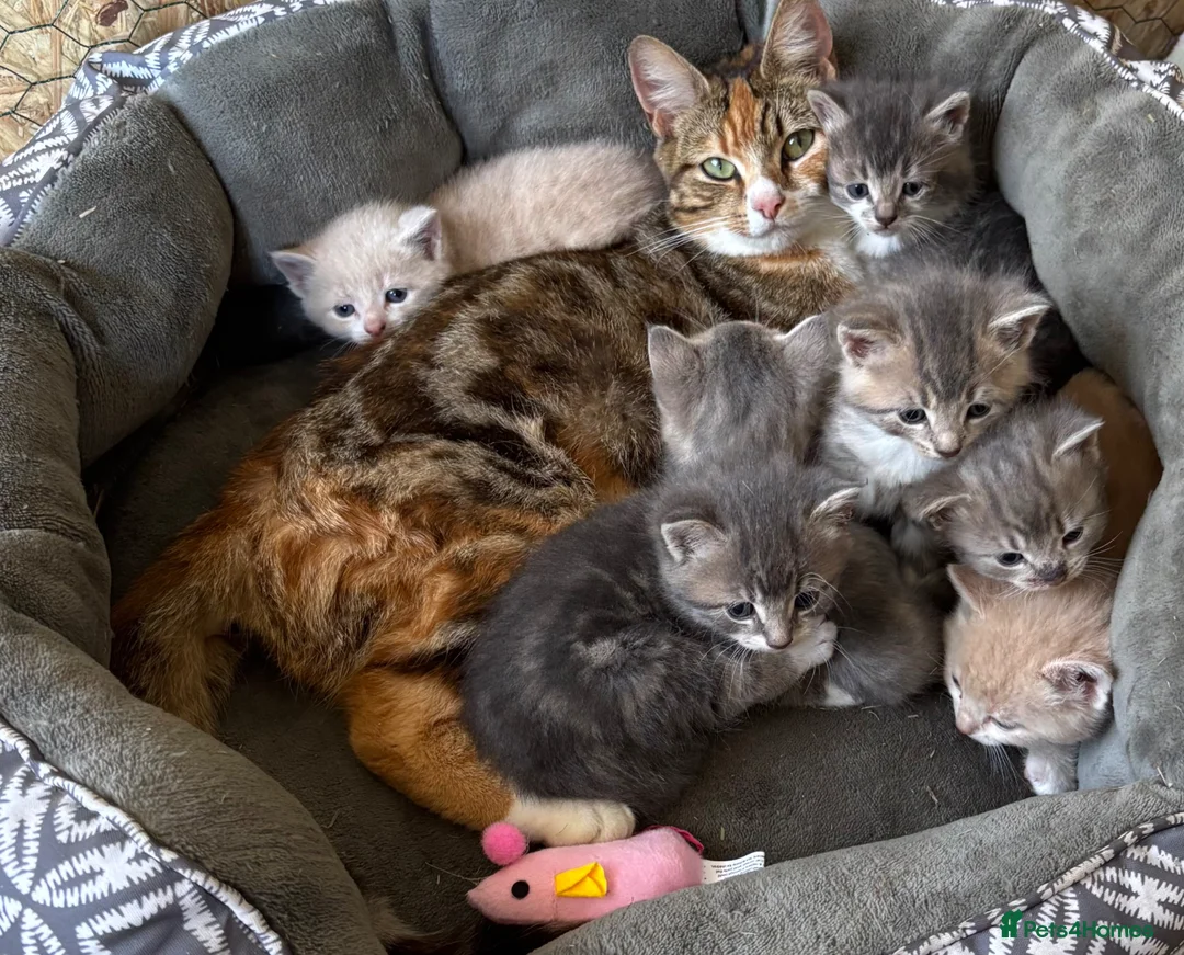 Mixed Breed cats for sale: Adorable kittens  - Advert 1