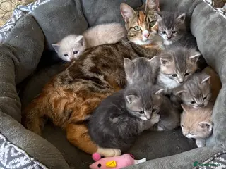 Mixed Breed cats Adorable kittens - Advert 15