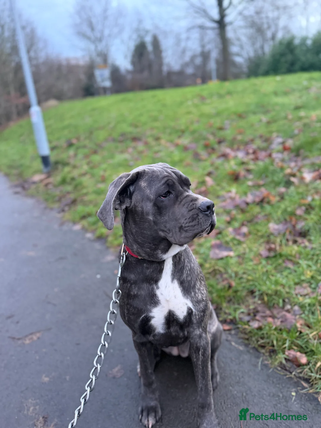 Cane Corso dogs for sale: Gorgeous Cane Corso  - Advert 8