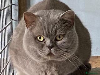 British Shorthair cats British Shorthair Lilac at stud GCCF reg. in Sandwich - Advert 5