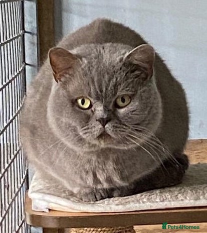 British Shorthair cats British Shorthair Lilac at stud GCCF reg. in Sandwich - Advert 8