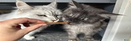 Maine Coon cats for sale: GCCF Active Black Smoke Maine Coon Queen - Advert 5