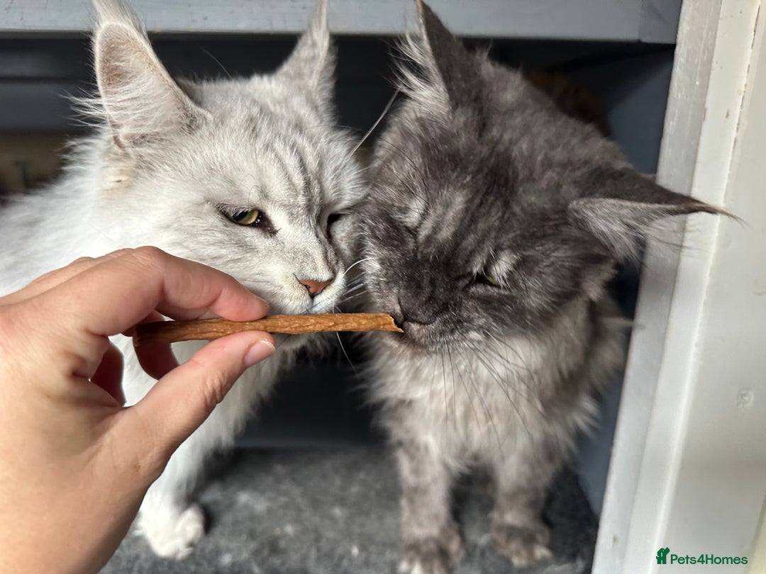 Maine Coon cats for sale: GCCF Active Black Smoke Maine Coon Queen - Image 5