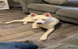 Siberian Husky dogs for sale: Beautiful husky white coat blue eyes  - Image 1