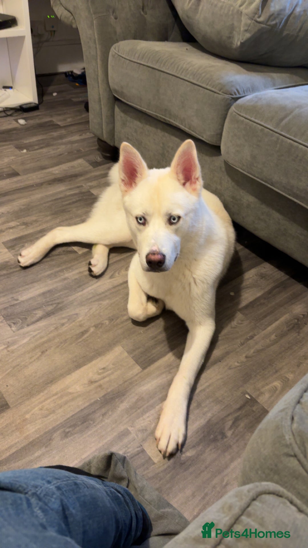 Siberian Husky dogs for sale: Beautiful husky white coat blue eyes  - Image 1