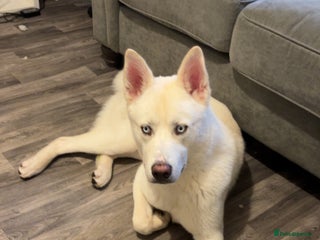 Siberian Husky dogs - Advert 10