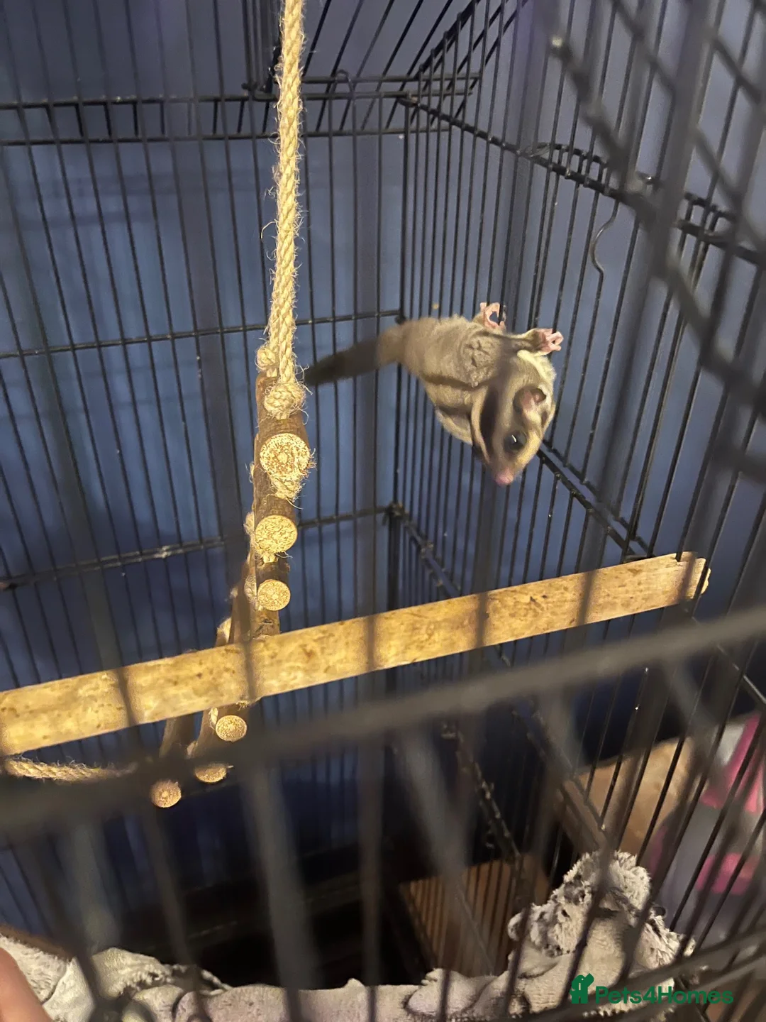 Sugar Glider rodents for sale: Young sugar glider pair  - Advert 2