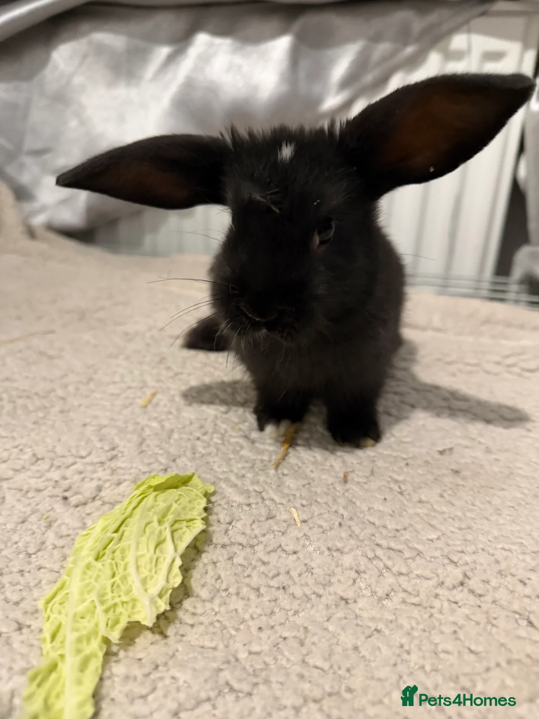 English Lop rabbits for sale: Lop rabbits for sale  - Advert 3