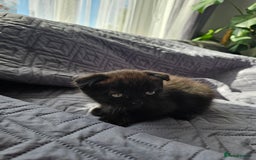 Mixed Breed cats for sale: Scottish Fold Kittens! Ready for loving home - Image 21