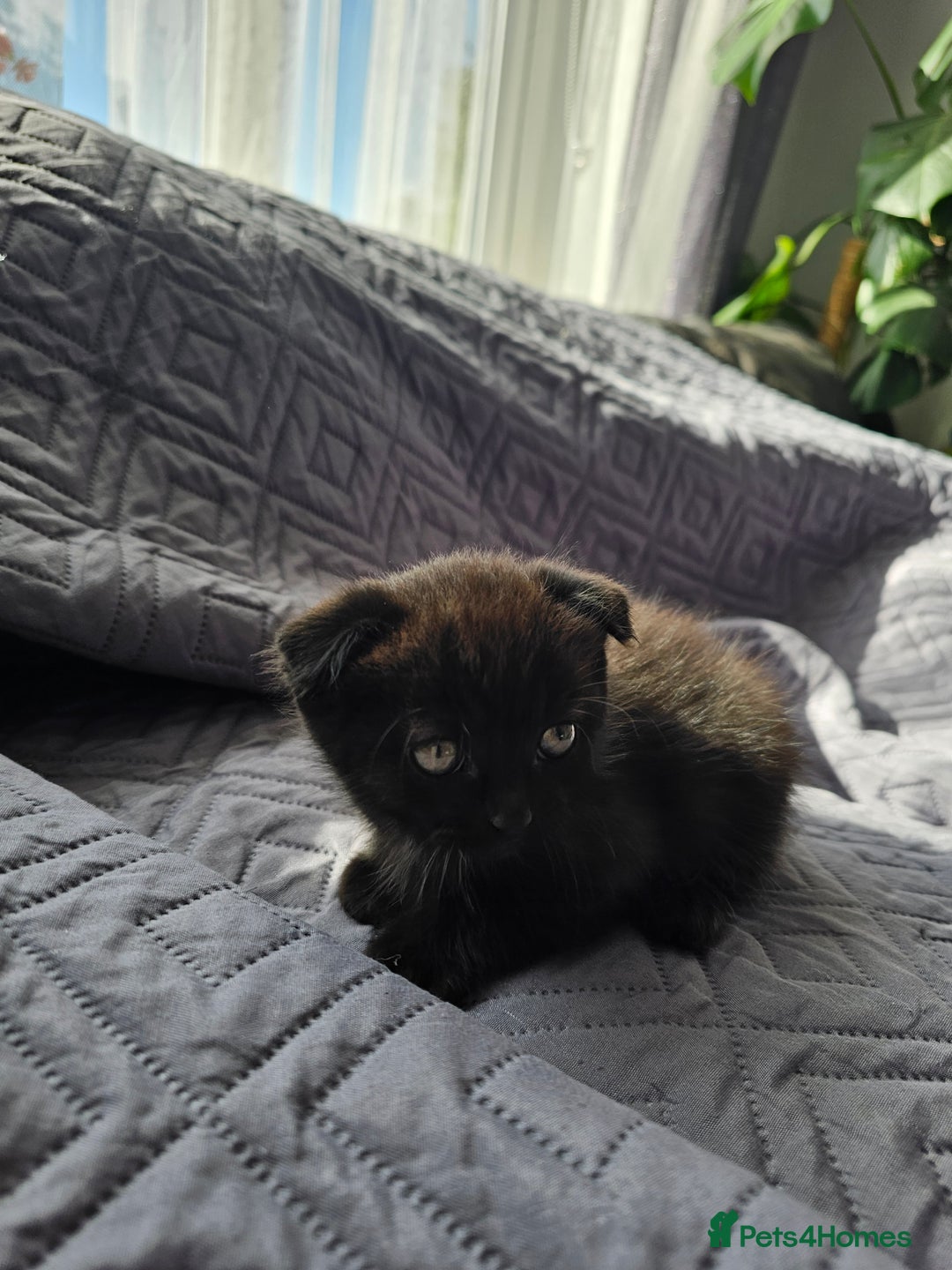 Mixed Breed cats for sale: Scottish Fold Kittens! Ready for loving home - Image 21