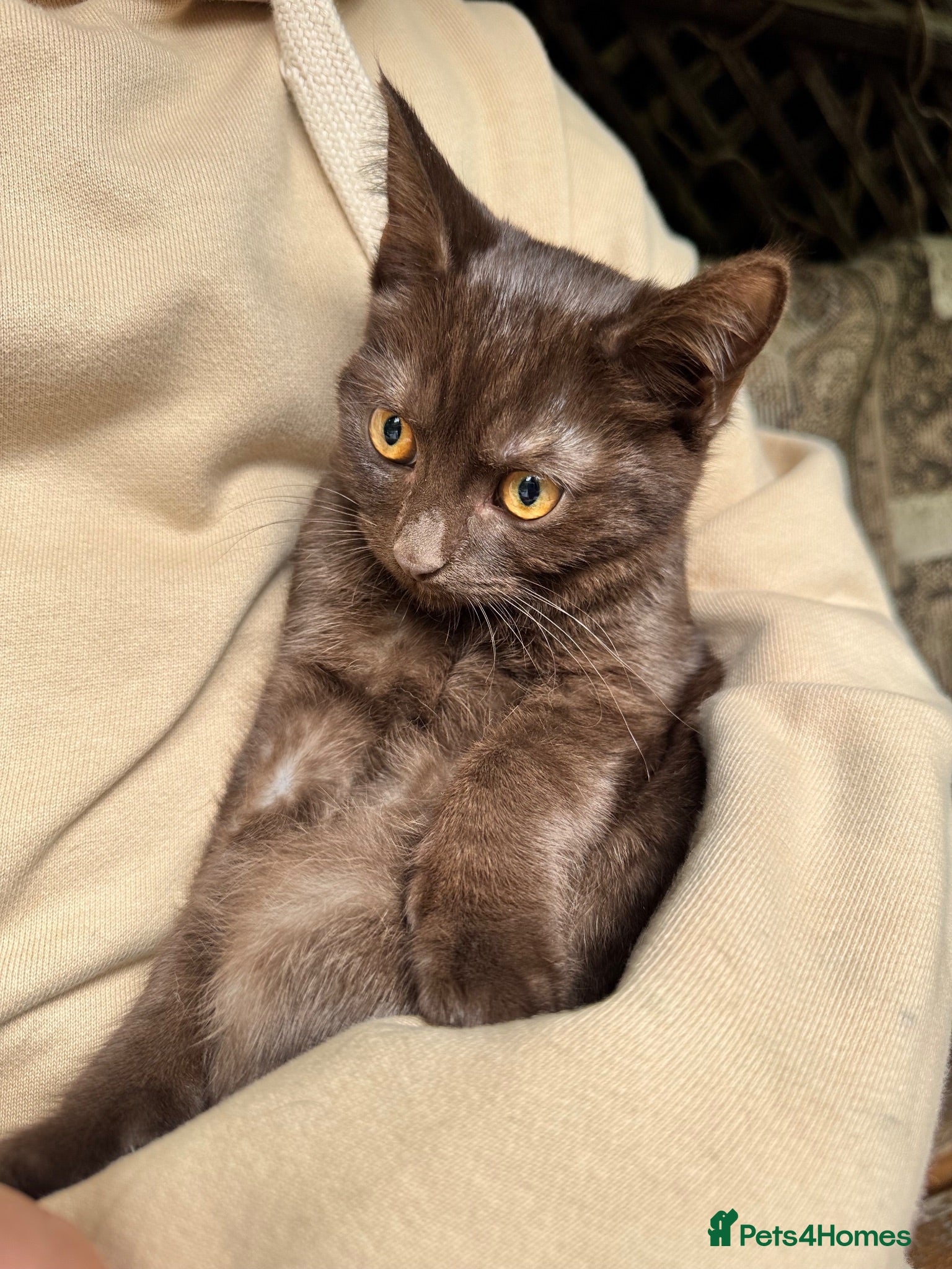 British Shorthair cats British shorthair crossed kitties  - Advert 18