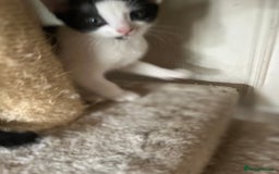Mixed Breed cats for sale: Scottish fold cross for sale  - Image 5
