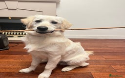 Golden Retriever dogs for sale: Golden retriever 17 month old - Image 5