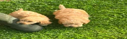 Cockapoo dogs for sale: Cockapoo Puppies Show Type - Advert 6
