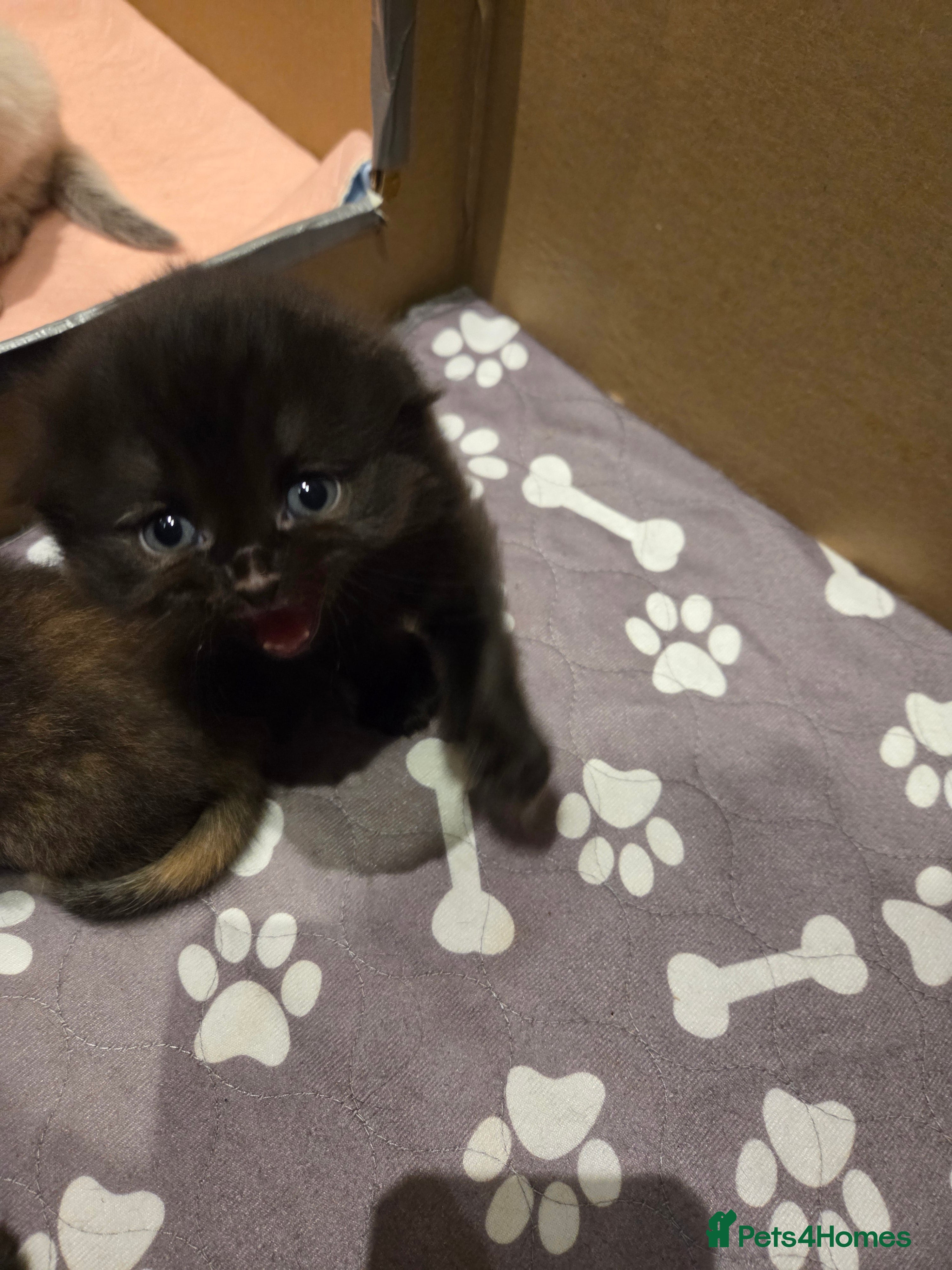 Scottish Fold cats Scottish Folds - Advert 14