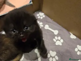 Scottish Fold cats Scottish Folds - Advert 14