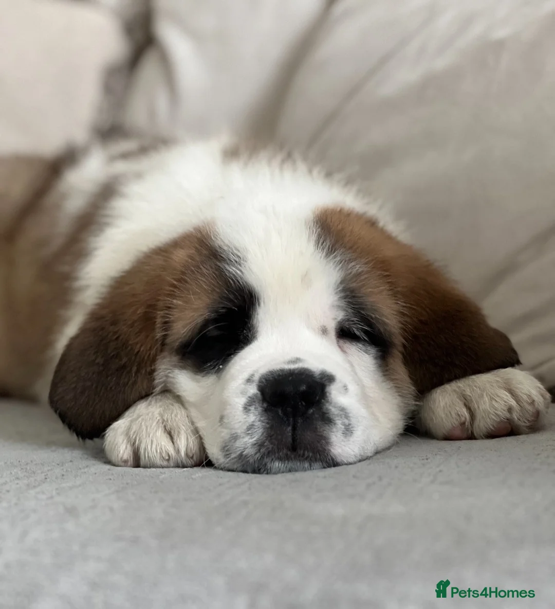 Saint Bernard dogs for sale: St bernard female 12 months - Advert 1