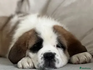 Saint Bernard dogs Ready Now ~ St. Bernard Puppies ~ Health Tested - Advert 12