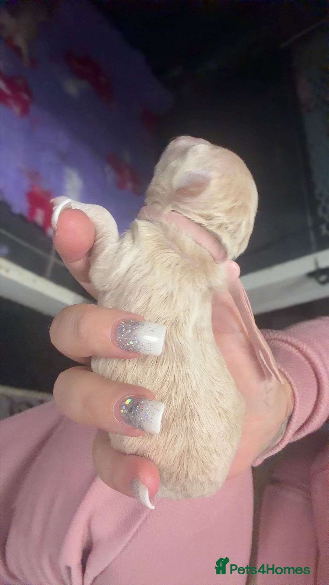 Maltipoo dogs 🩷Tiny Maltipoo,KC dna health clear parents 🥰 - Advert 2