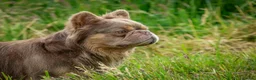 French Bulldog dogs for stud: Lovely Fluffy Boy- Newshade stud  - Advert 3