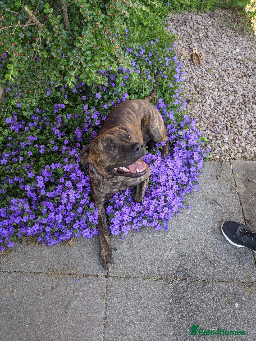 Staffordshire Bull Terrier dogs for stud: Beautiful Staffy Stud (Proven) - Advert 4