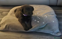 Labradoodle dogs for sale: F1 beautiful standard labradoodles - Image 10