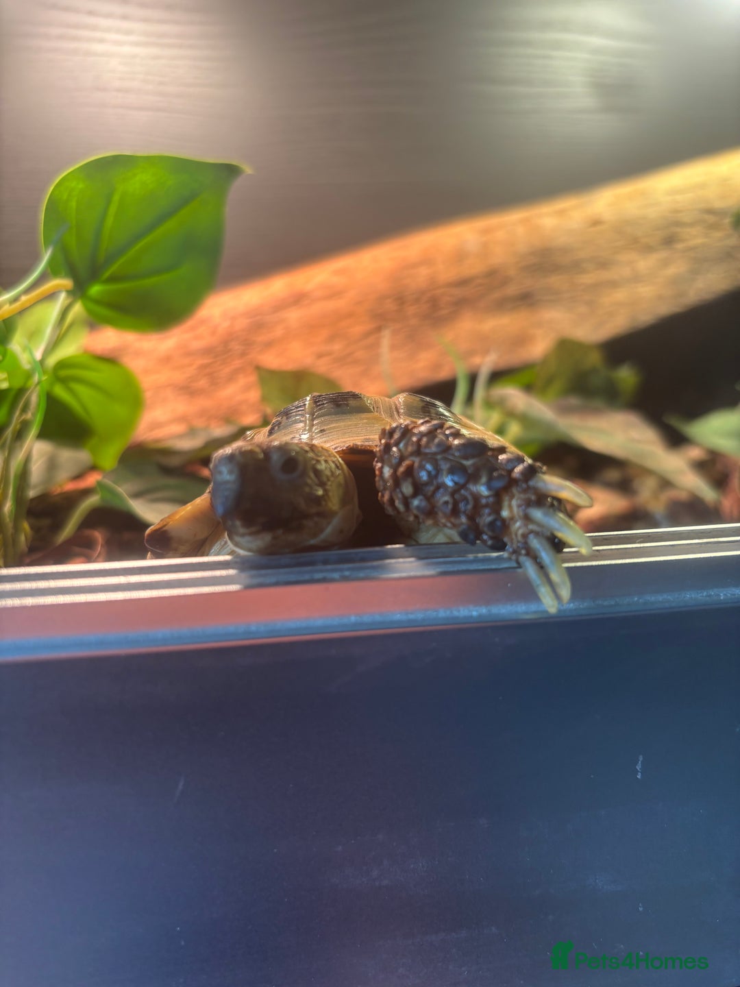 Tortoise reptiles for sale: Horsefield Tortoise  - Image 5