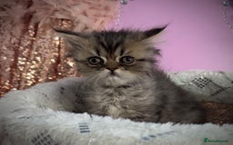 Turkish Angora cats for sale: Angora cross Persian kittens 🐱  - Image 5