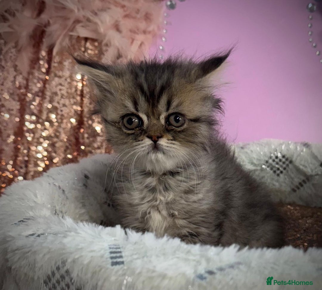 Turkish Angora cats for sale: Angora cross Persian kittens 🐱  - Image 5