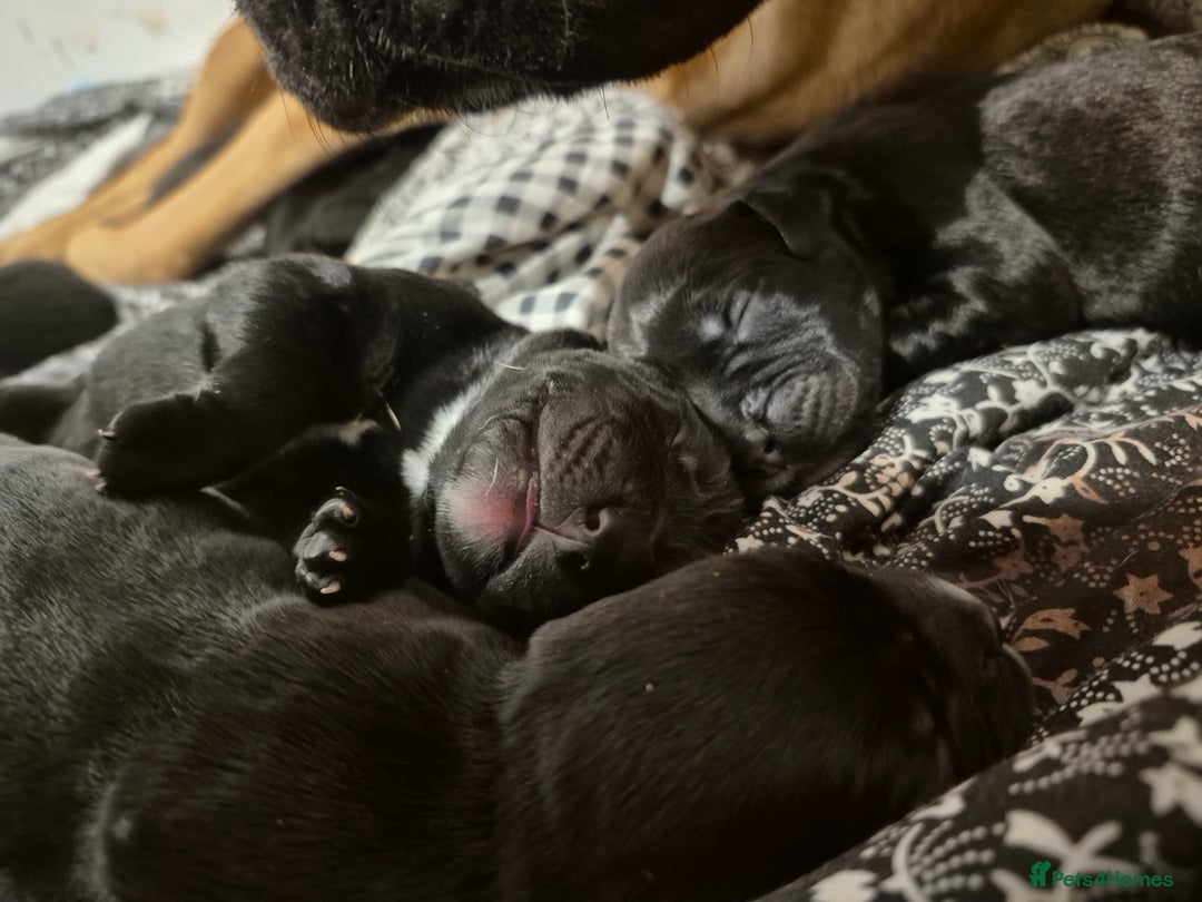 Mixed Breed dogs for sale: Bullmastiff x Springer Spaniel Puppies - Advert 2