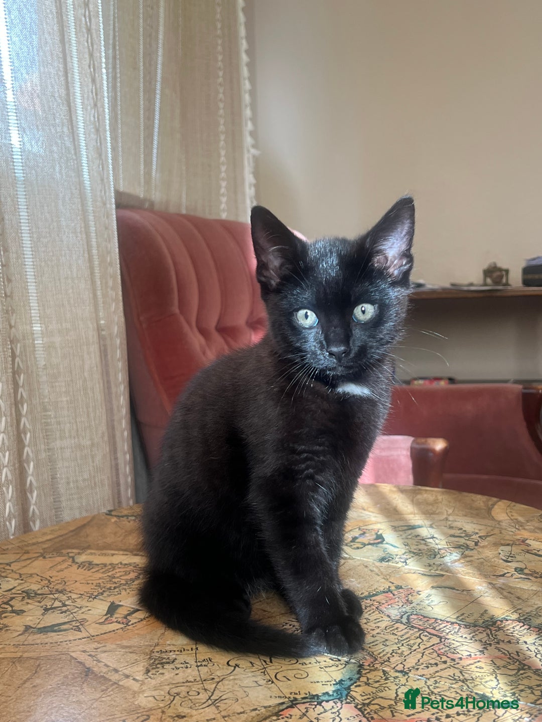 Domestic Shorthair cats for sale: Beautiful Black Kitten for Sale  - Image 3