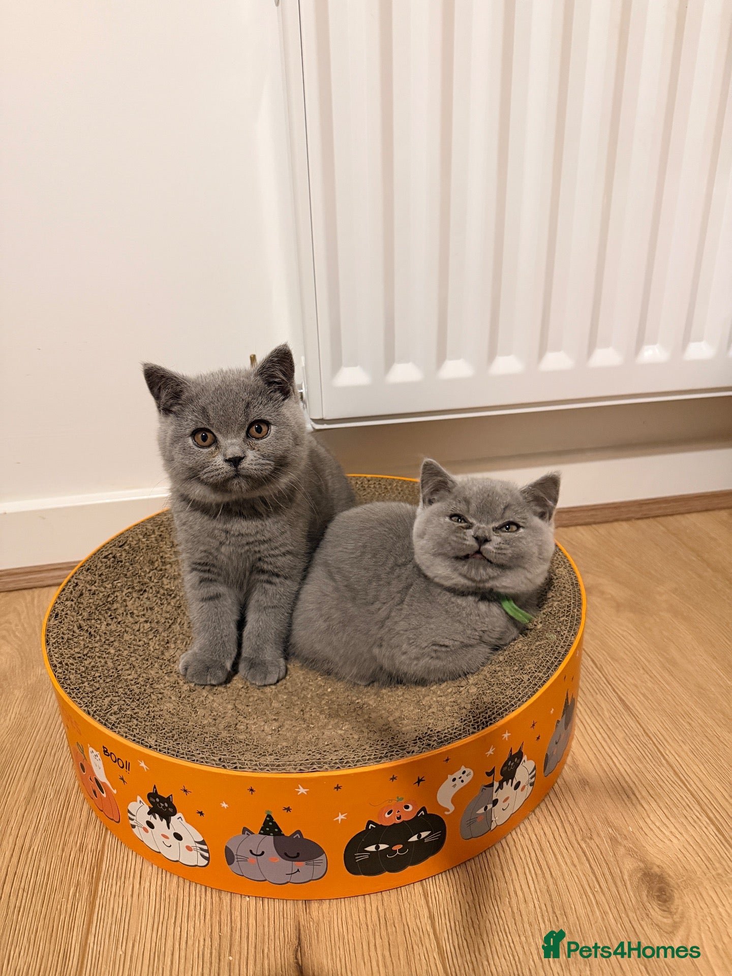 British Shorthair cats British Shorthair Kittens GCCF Registered😻✨😻 - Advert 2