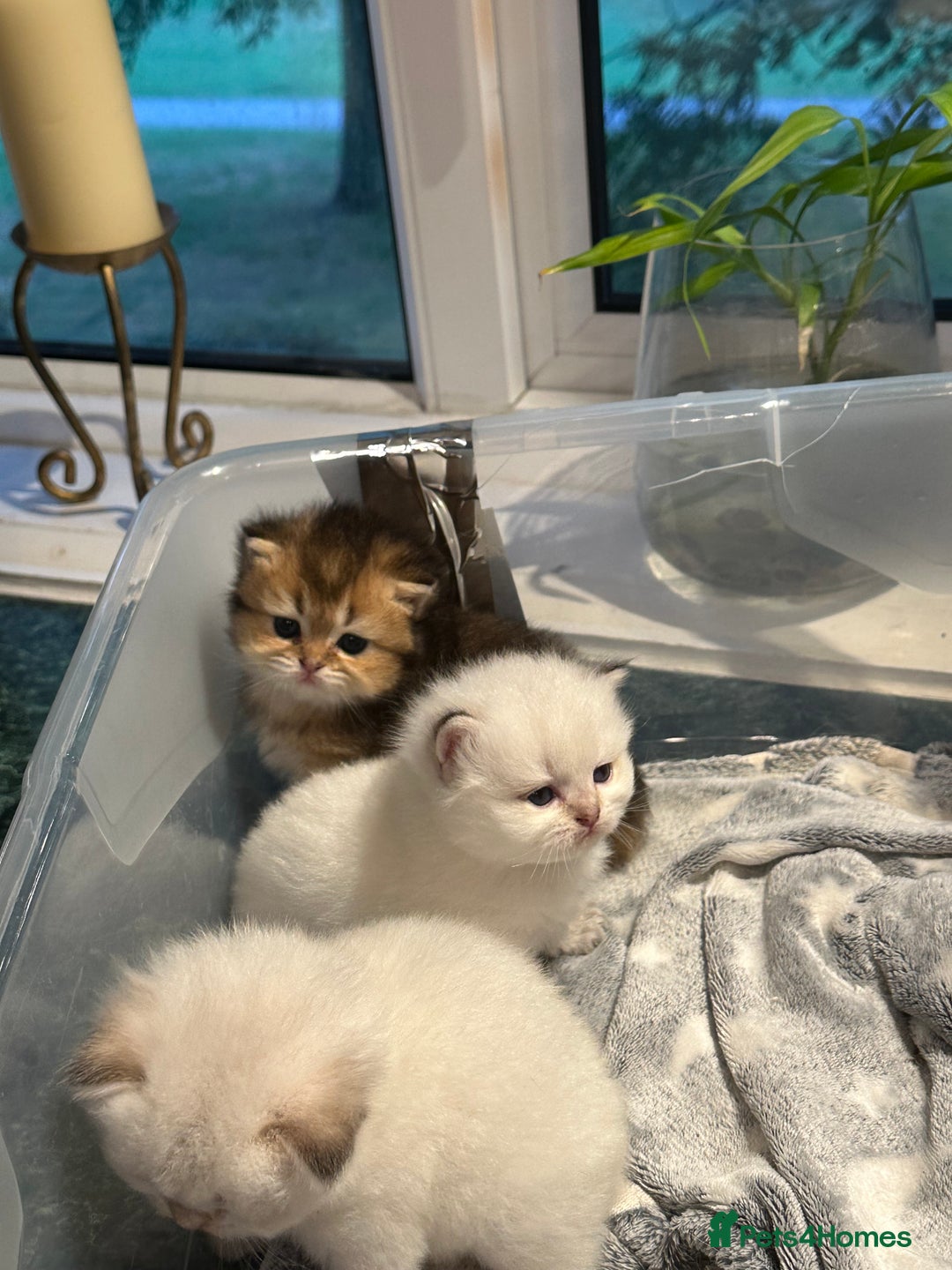 British Longhair cats for sale: Stunning British Longhair Kittens Ready to collect - Image 10