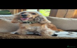 Cocker Spaniel dogs for sale: Health tested show cocker spaniels - Image 2