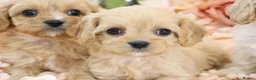 Cavapoo dogs for sale: Health Tested Cavapoo Puppies - Advert 26