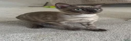 Bengal cats for sale: Beautiful Health Tested Bengals in Kidderminster - Advert 13