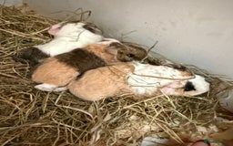 Guinea Pig rodents for sale: Teddy guinea pigs  - Image 26