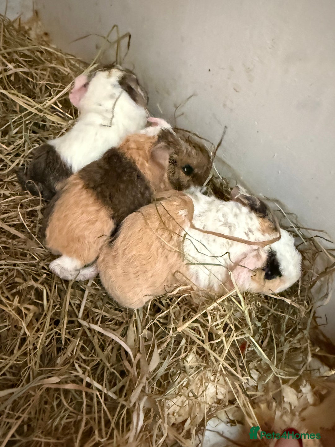 Guinea Pig rodents for sale: Teddy guinea pigs  - Image 26