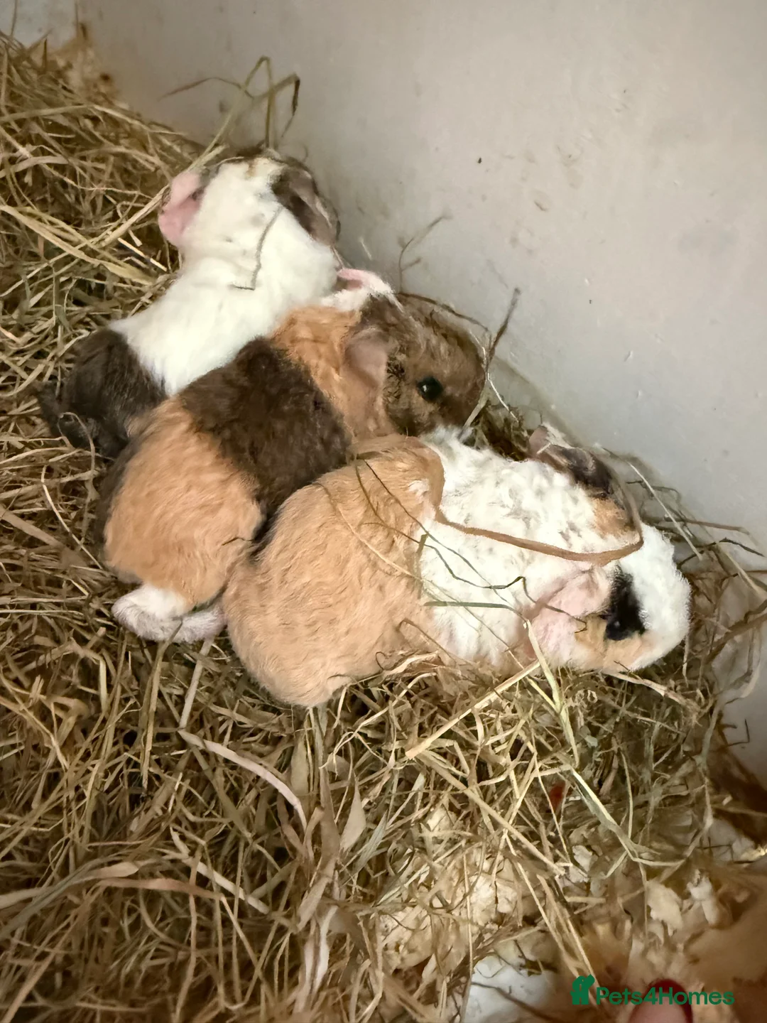 Guinea Pig rodents for sale: Teddy guinea pigs  - Advert 26