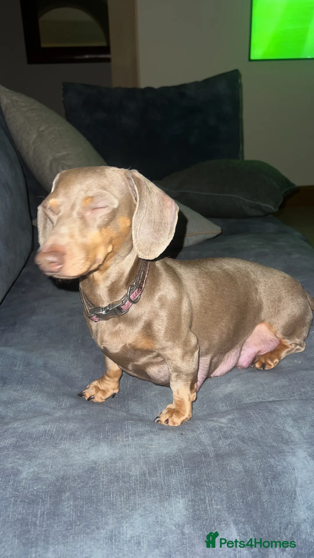 Miniature Dachshund dogs for sale: Miniture dachshund  in Ilkley - Advert 1